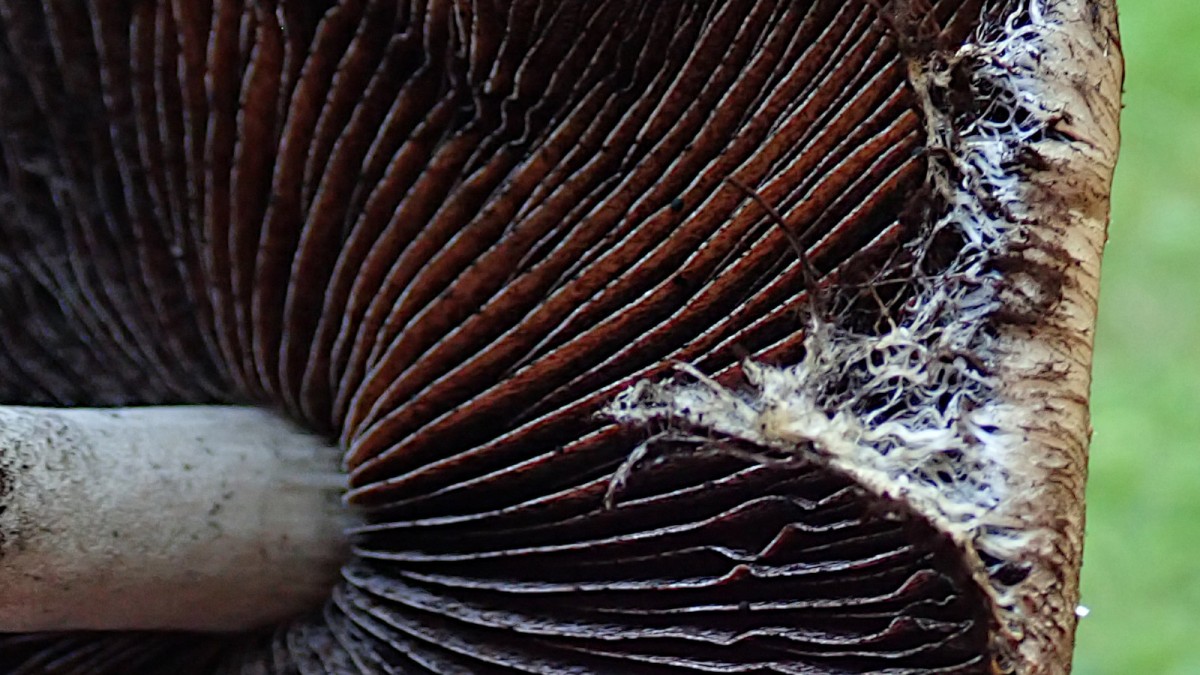 Lacrymaria lacrymabunda-c.jpg