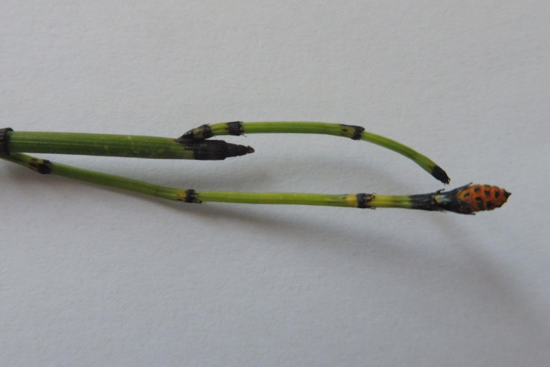 Equisetum Brandenburg Bahn 3.JPG