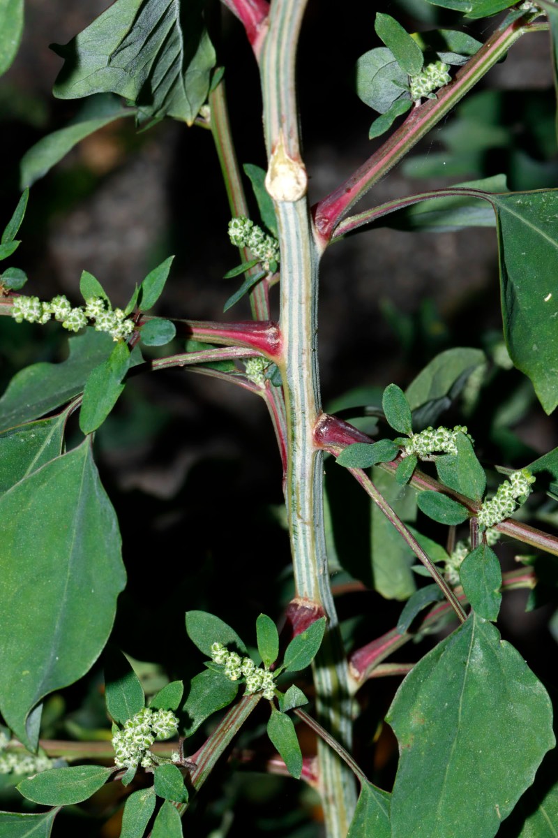 Chenopodium missouriense (cf) Bruchsal Wörthstr A5.jpg