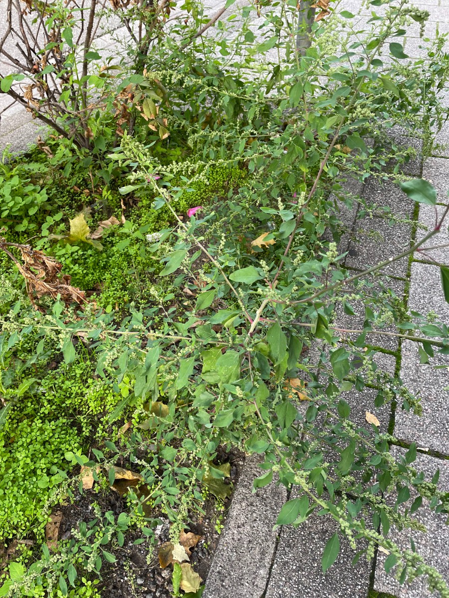 Chenopodium missouriense (cf) Bruchsal Wörthstr I1.jpg