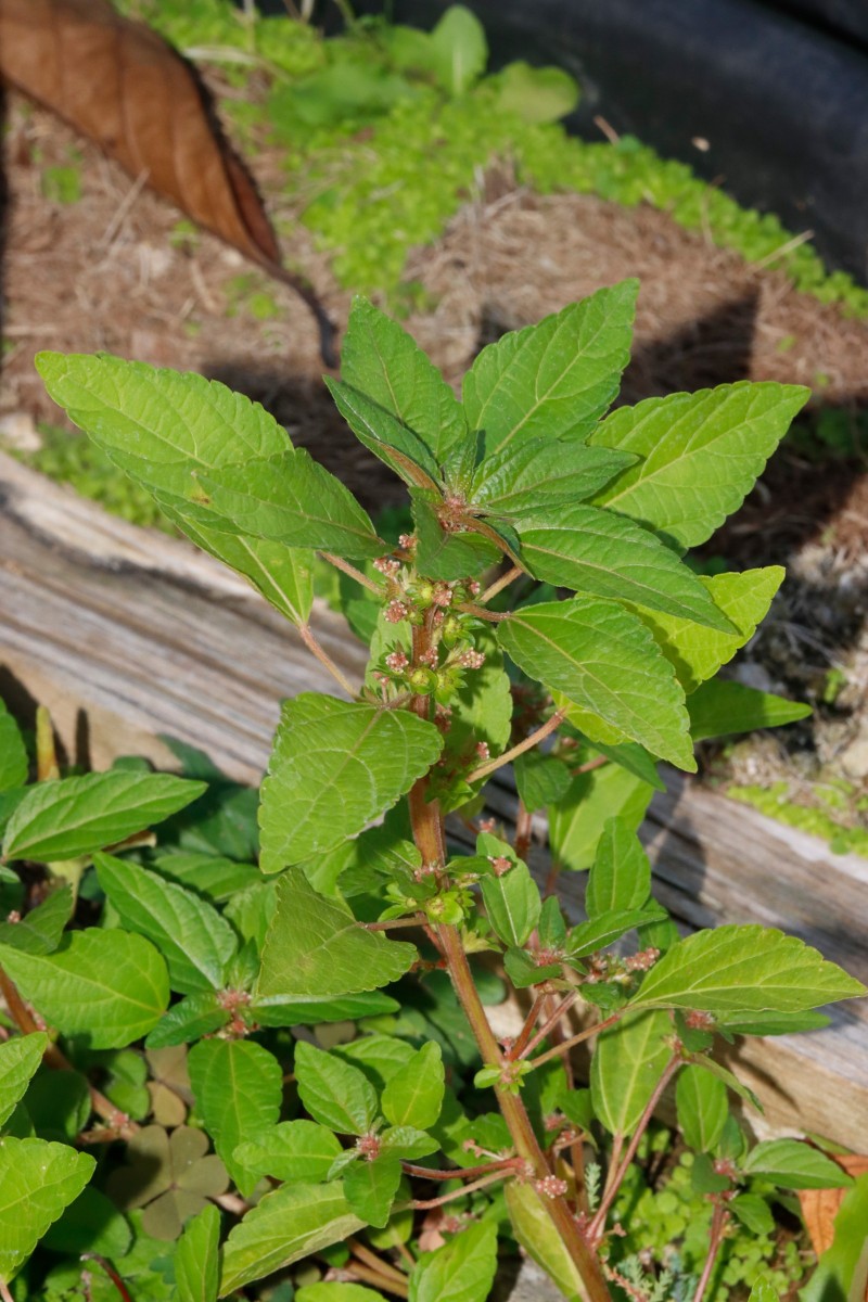 Acalypha virginica Gartencenter Heckert BR-Untergrombach A02.JPG