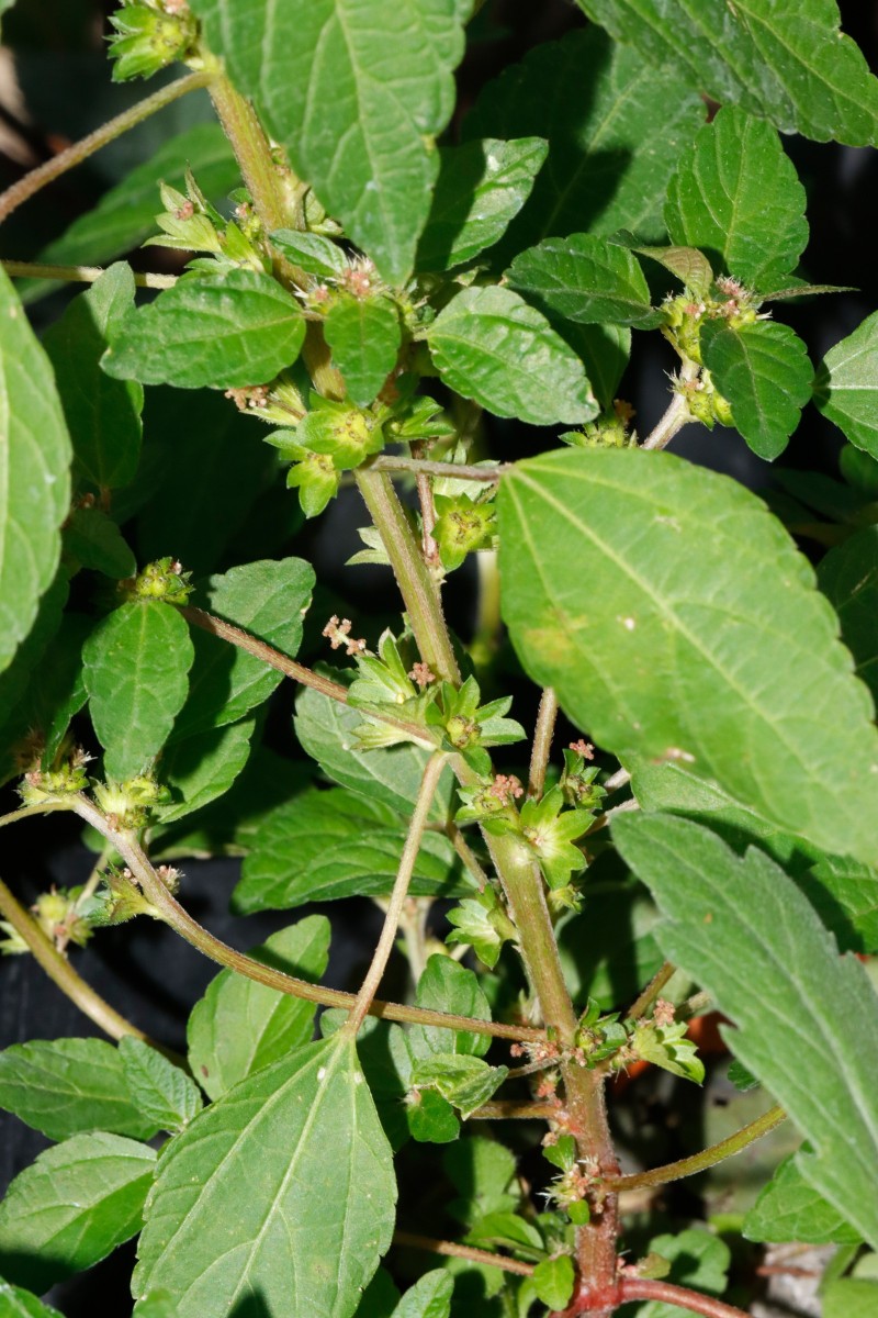 Acalypha virginica Gartencenter Heckert BR-Untergrombach A08.JPG