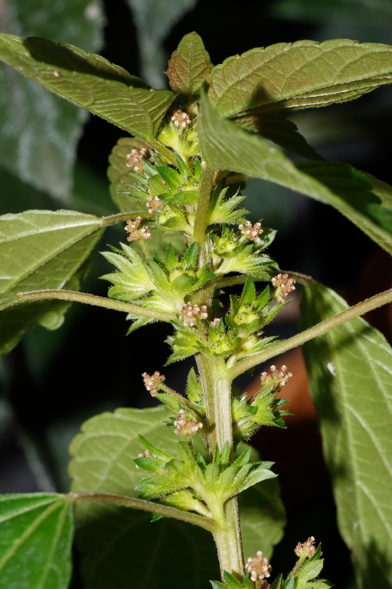 Acalypha virginica Gartencenter Heckert BR-Untergrombach A09.JPG