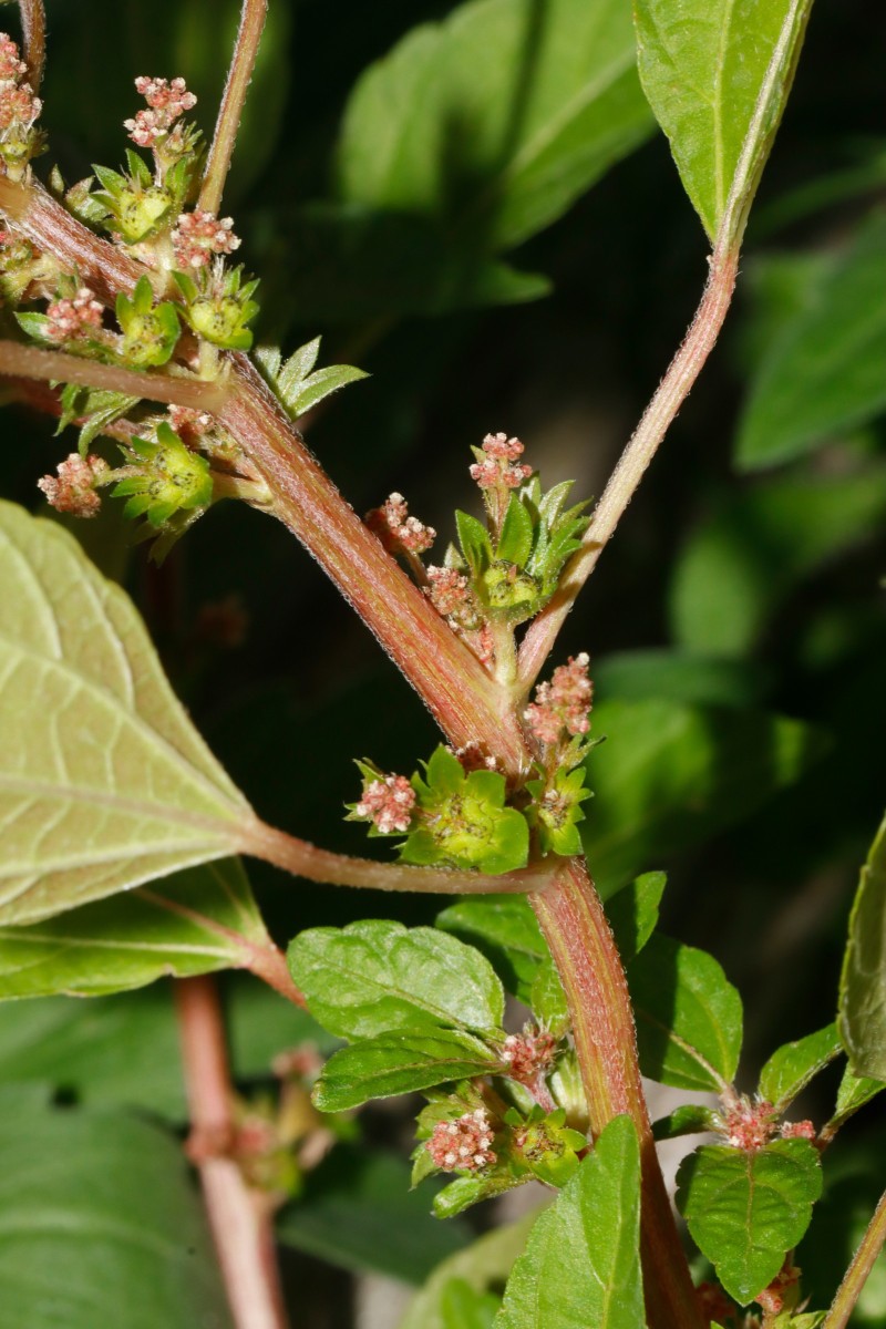 Acalypha virginica Gartencenter Heckert BR-Untergrombach A12.JPG
