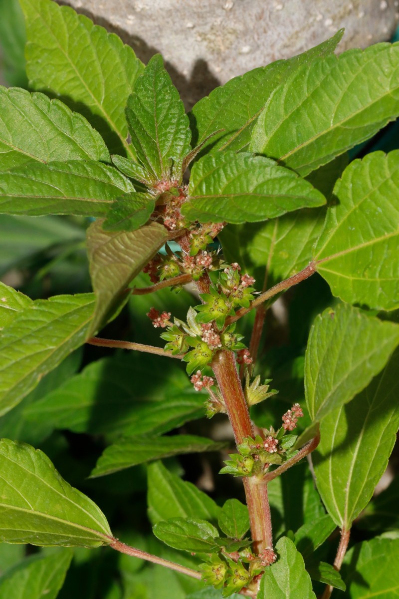 Acalypha virginica Gartencenter Heckert BR-Untergrombach A13.JPG