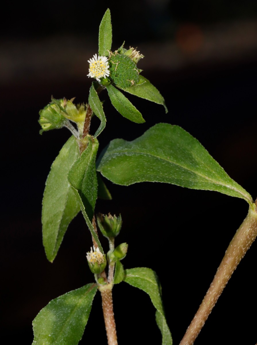 Eclipta alba Gartencenter Heckert BR-Untergrombach A02.JPG
