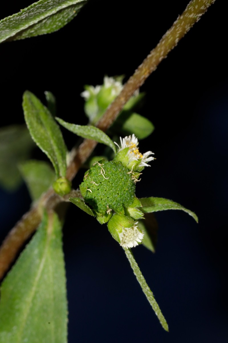 Eclipta alba Gartencenter Heckert BR-Untergrombach A04.JPG