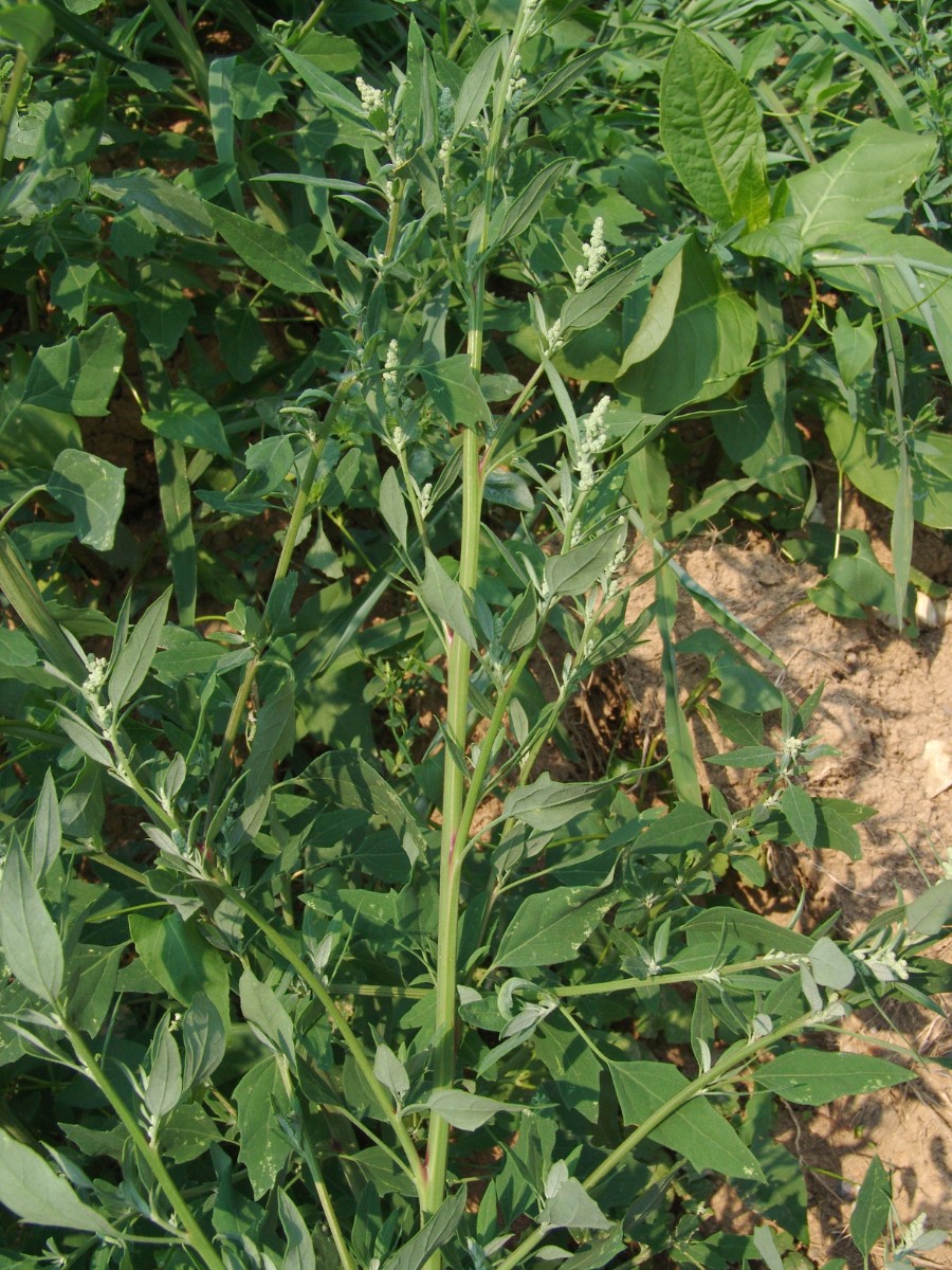 Chenopodium album var missouriense MartinGap HuntCo G3.jpg