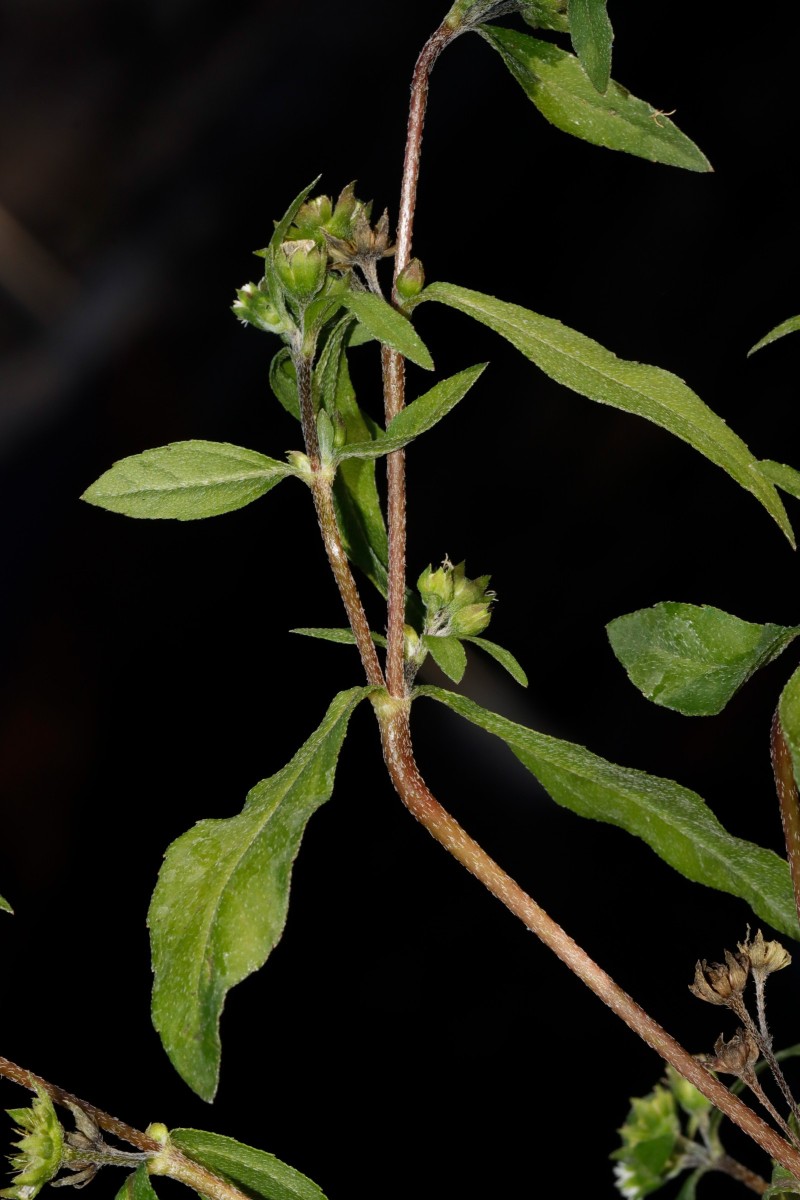 Eclipta alba Gartencenter Heckert BR-Untergrombach A05.JPG