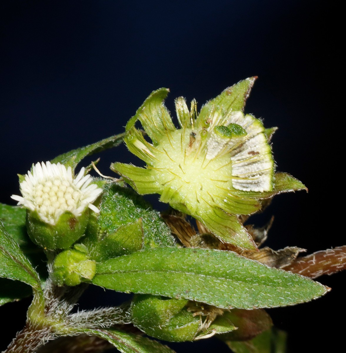 Eclipta alba Gartencenter Heckert BR-Untergrombach A06.JPG