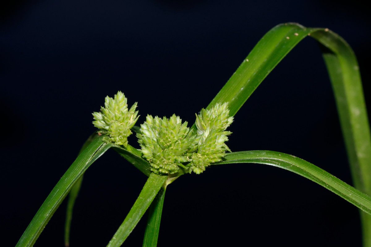 Cyperus lupulinus Gartencenter Heckert BR-Untergrombach A01.JPG