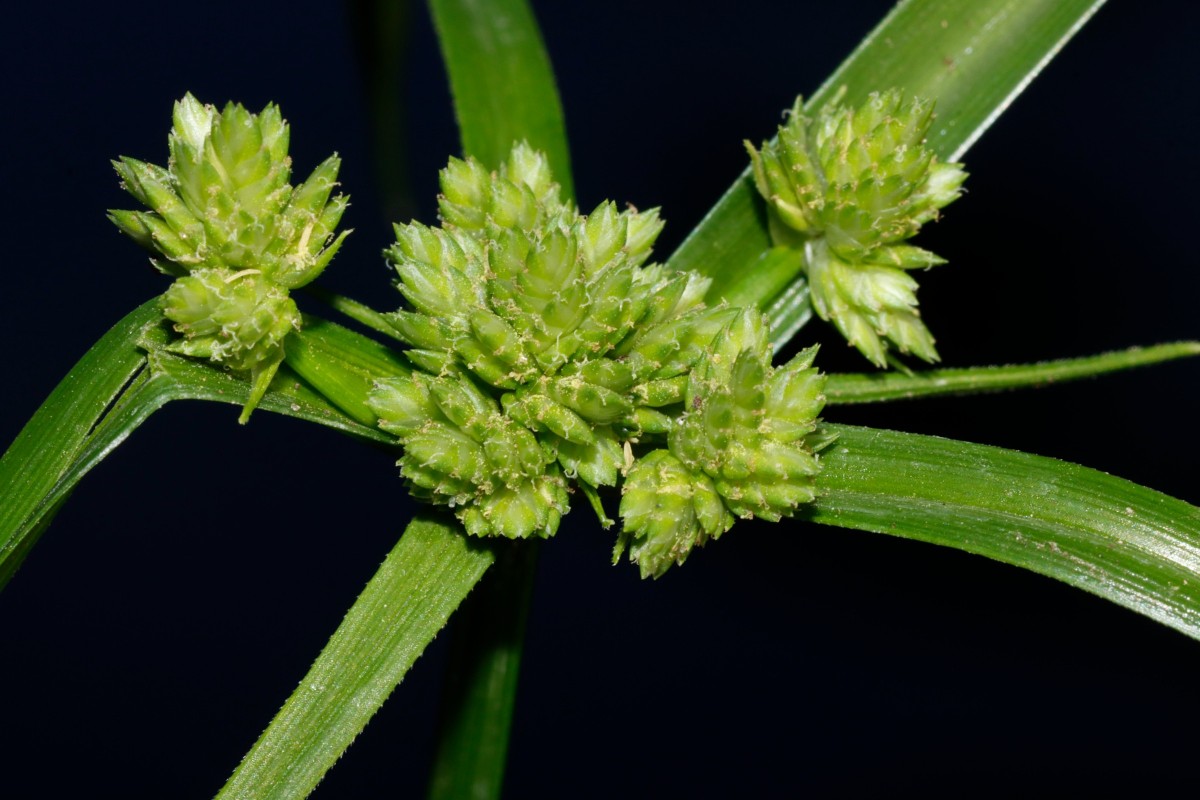 Cyperus lupulinus Gartencenter Heckert BR-Untergrombach A03.JPG