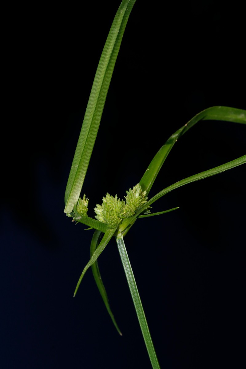 Cyperus lupulinus Gartencenter Heckert BR-Untergrombach A06.JPG