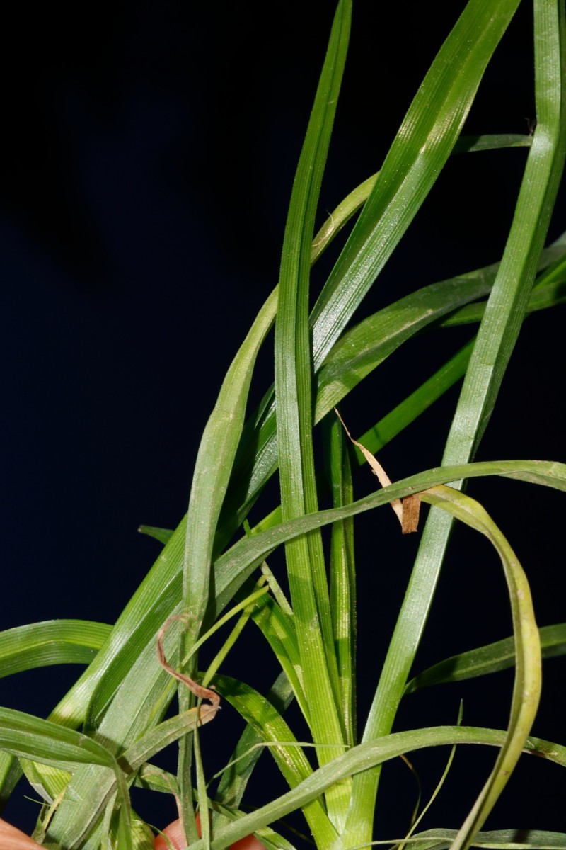 Cyperus lupulinus Gartencenter Heckert BR-Untergrombach A07.JPG