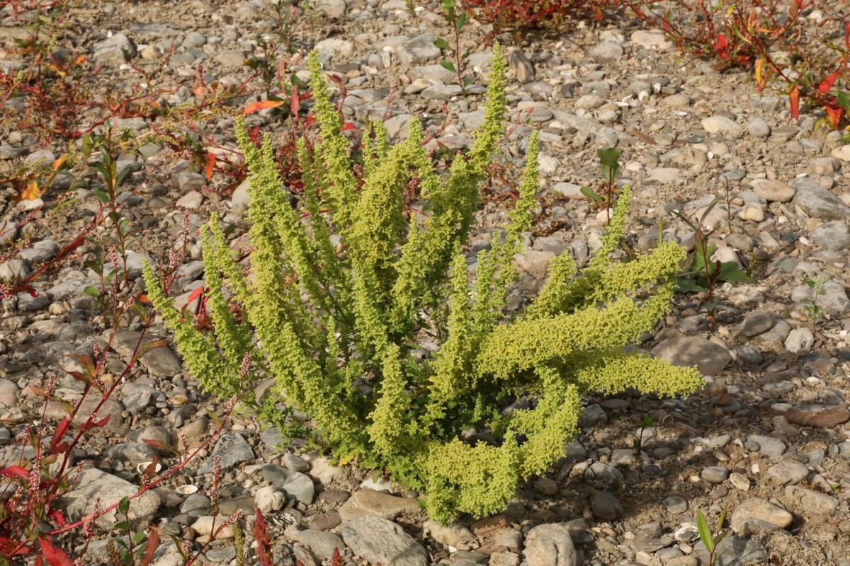 k-Chenopodium botrys_02.jpg