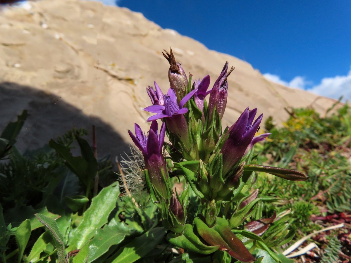 Gentianella anisodonta oder G. engadinensis, 2.JPG