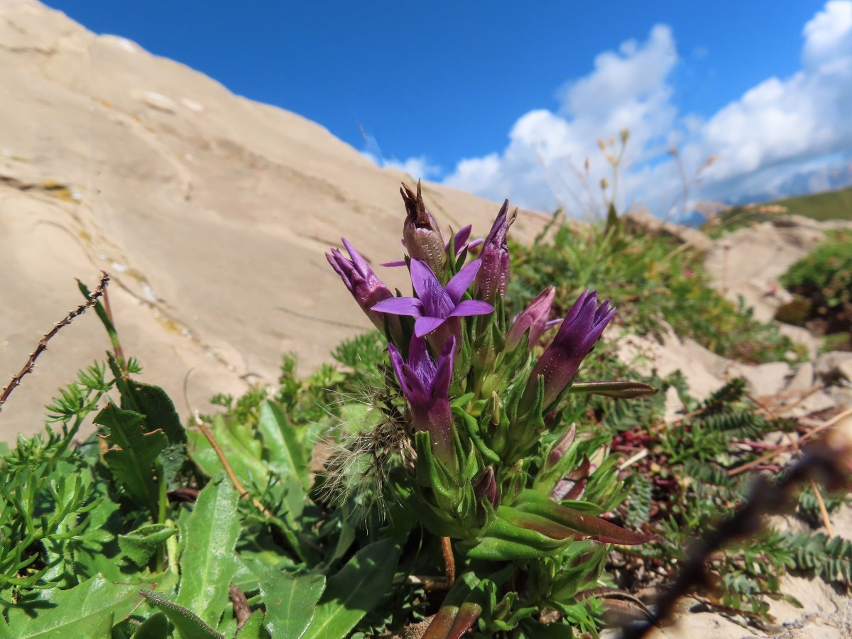 Gentianella anisodonta oder G. engadinensis,.JPG