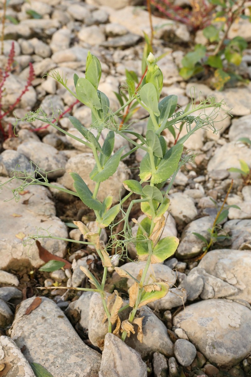 k-5000_01_Garten-Erbse_Lathyrus oleraceus.jpg
