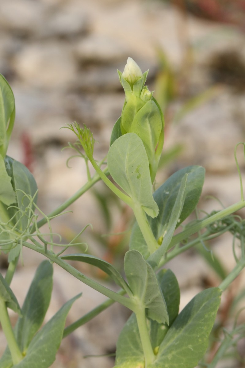 k-5000_03_Garten-Erbse_Lathyrus oleraceus.jpg