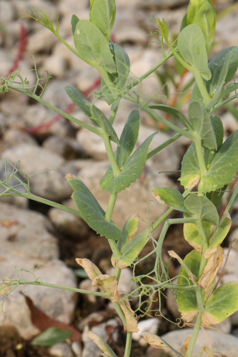 k-5000_04_Garten-Erbse_Lathyrus oleraceus.jpg