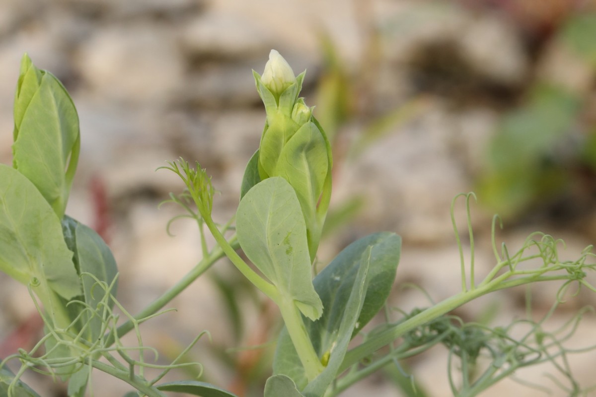 k-5000_08_Garten-Erbse_Lathyrus oleraceus.jpg
