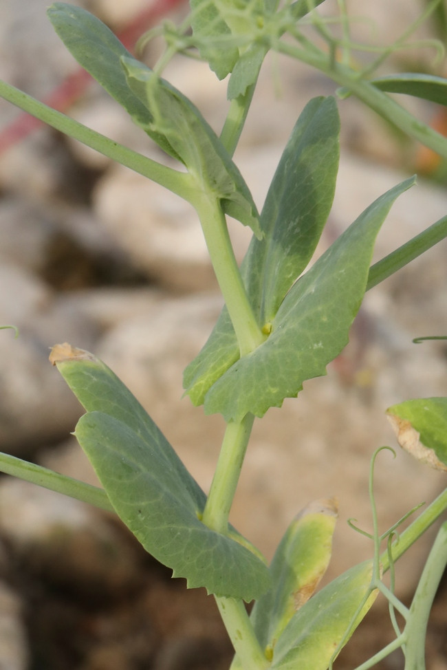 k-5000_09_Garten-Erbse_Lathyrus oleraceus.jpg