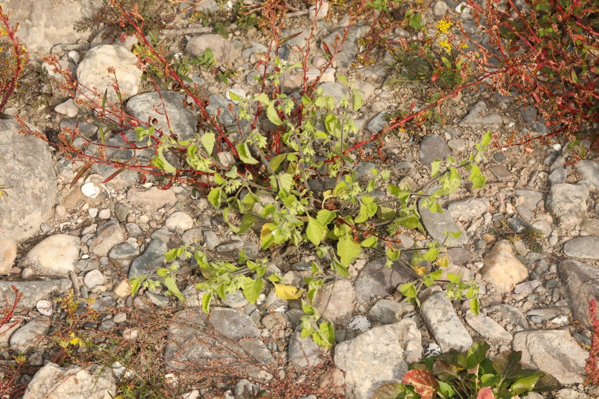 k-2121_21_Saracha-Nachtschatten_Solanum sarrachoides.jpg