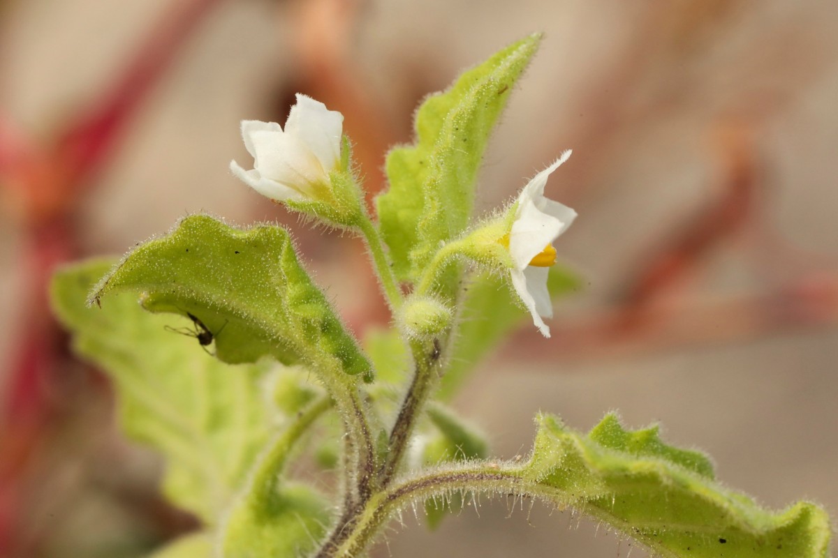 k-2121_23_Saracha-Nachtschatten_Solanum sarrachoides.jpg