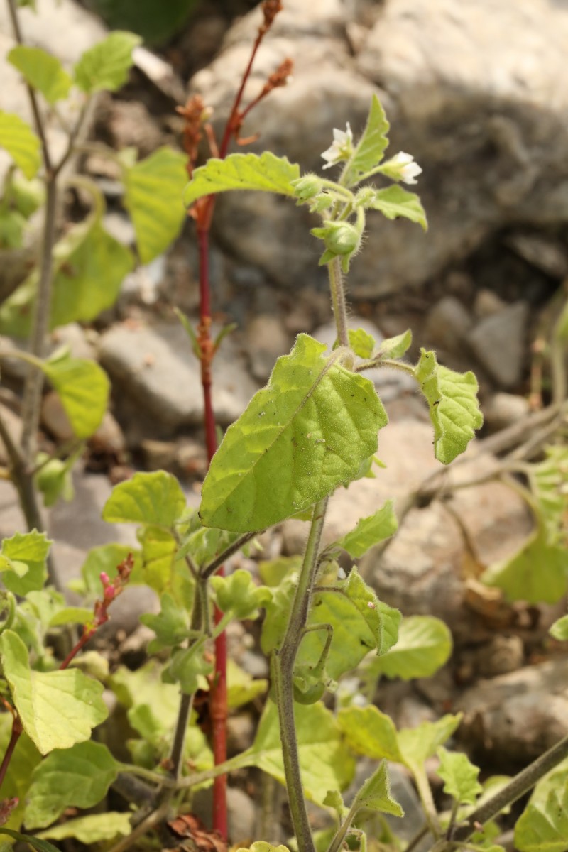 k-2121_24_Saracha-Nachtschatten_Solanum sarrachoides.jpg