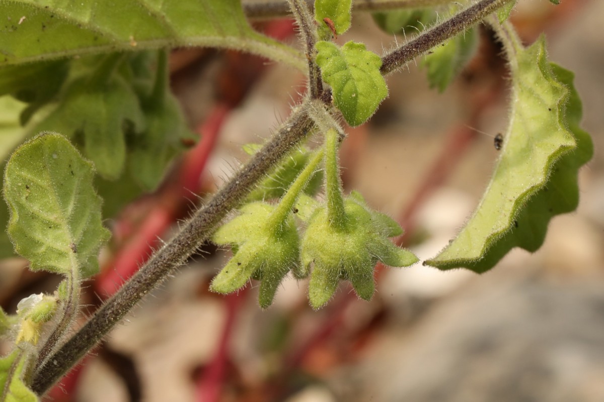 k-2121_25_Saracha-Nachtschatten_Solanum sarrachoides.jpg