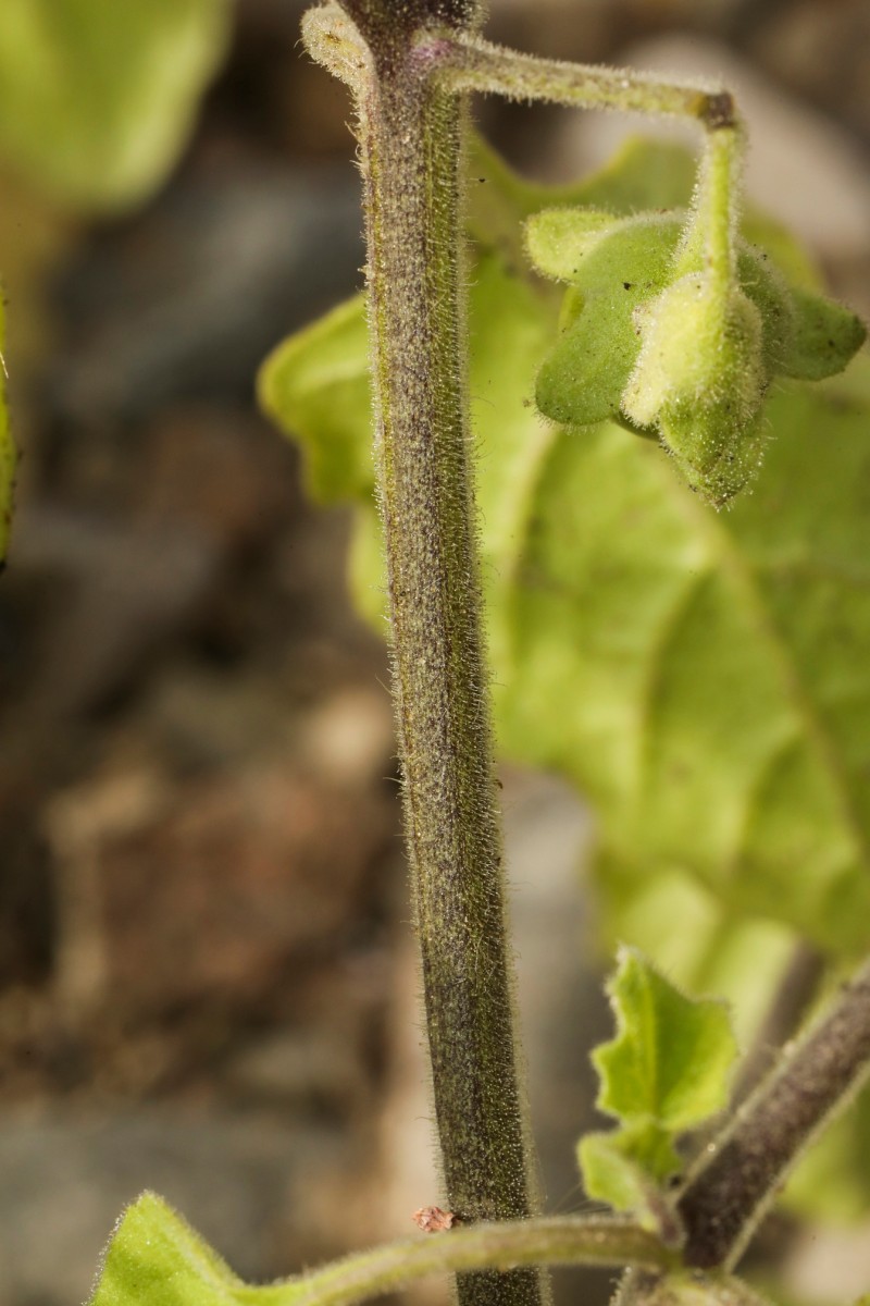 k-2121_26_Saracha-Nachtschatten_Solanum sarrachoides.jpg