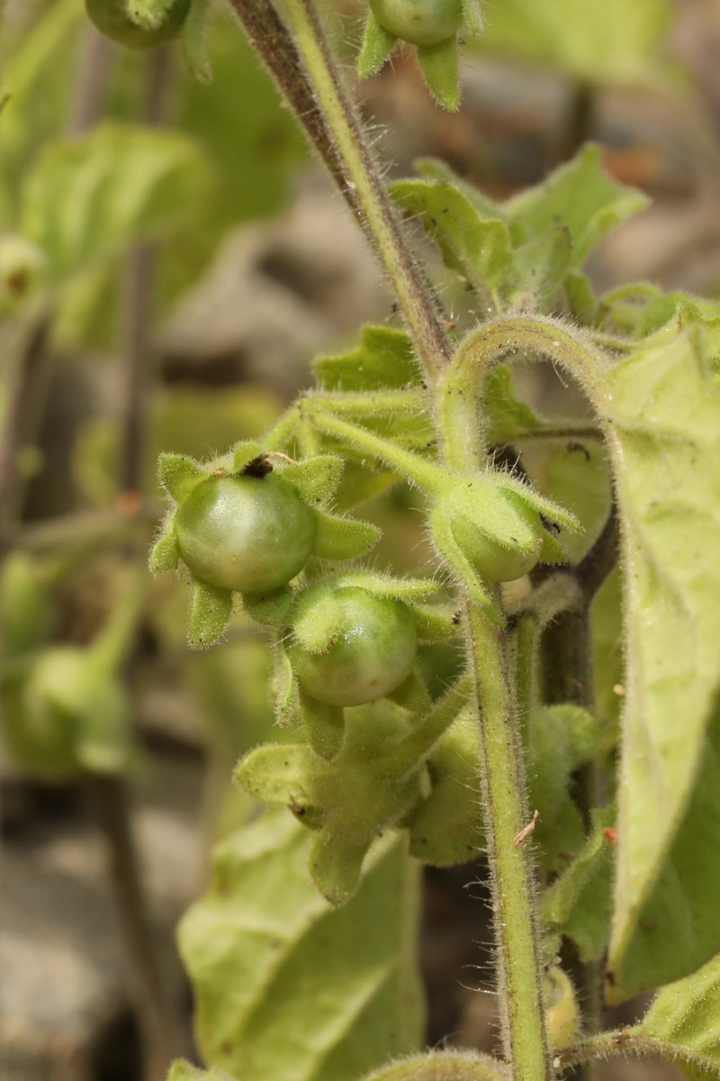 k-2121_27_Saracha-Nachtschatten_Solanum sarrachoides.jpg