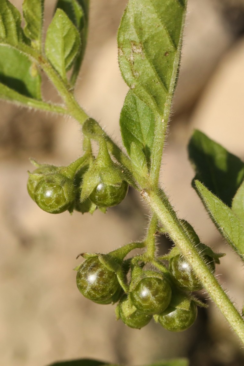 k-S_08.jpg