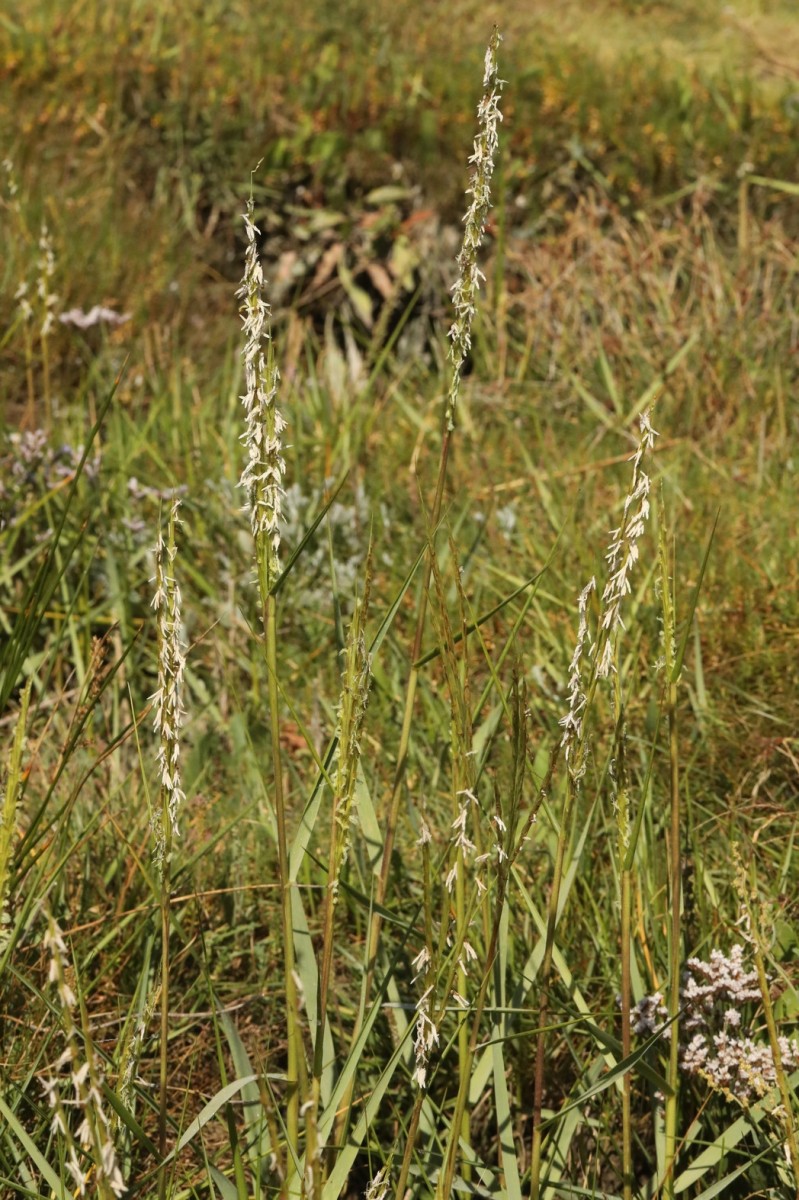 k-3463_01_Englisches Schlickgras_Spartina anglica.jpg