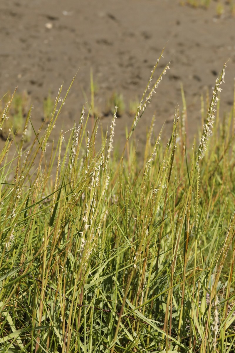 k-3463_02_Englisches Schlickgras_Spartina anglica.jpg