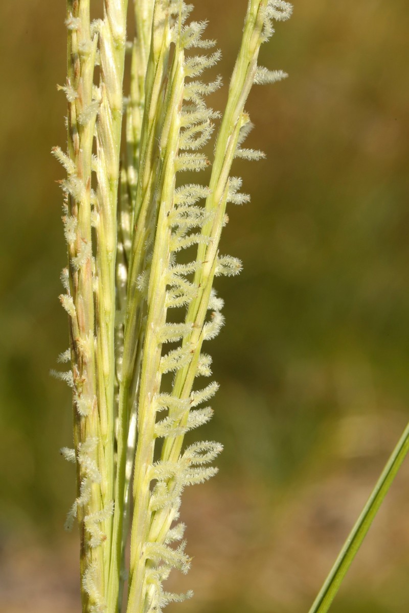 k-3463_03_Englisches Schlickgras_Spartina anglica.jpg