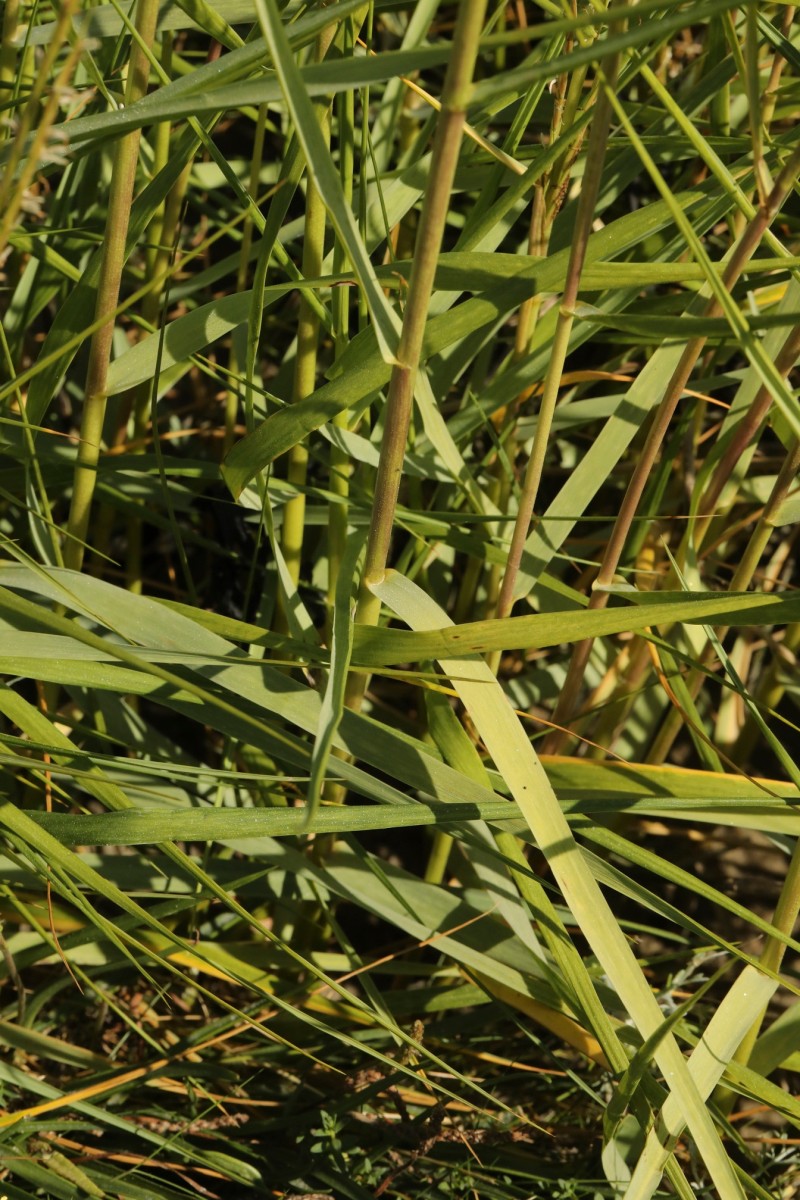 k-3463_04_Englisches Schlickgras_Spartina anglica.jpg
