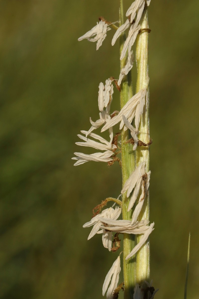k-3463_05_Englisches Schlickgras_Spartina anglica.jpg