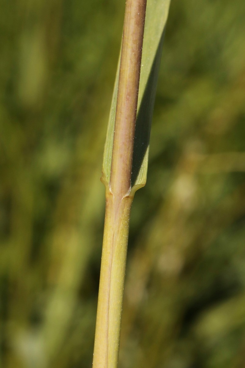 k-3463_06_Englisches Schlickgras_Spartina anglica.jpg