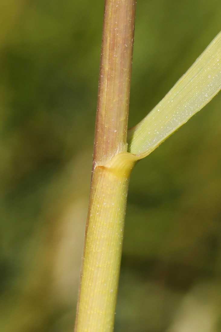 k-3463_07_Englisches Schlickgras_Spartina anglica.jpg