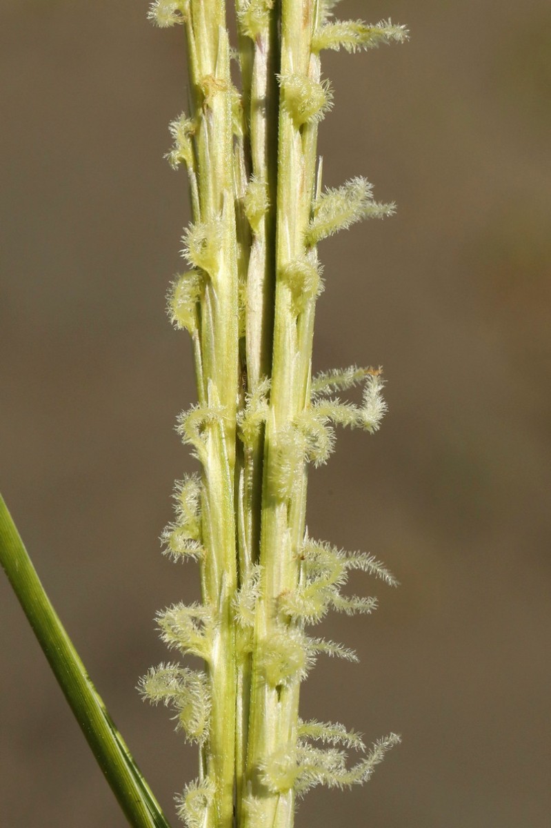 k-3463_08_Englisches Schlickgras_Spartina anglica.jpg