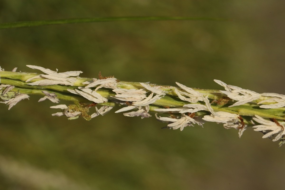 k-3463_09_Englisches Schlickgras_Spartina anglica.JPG