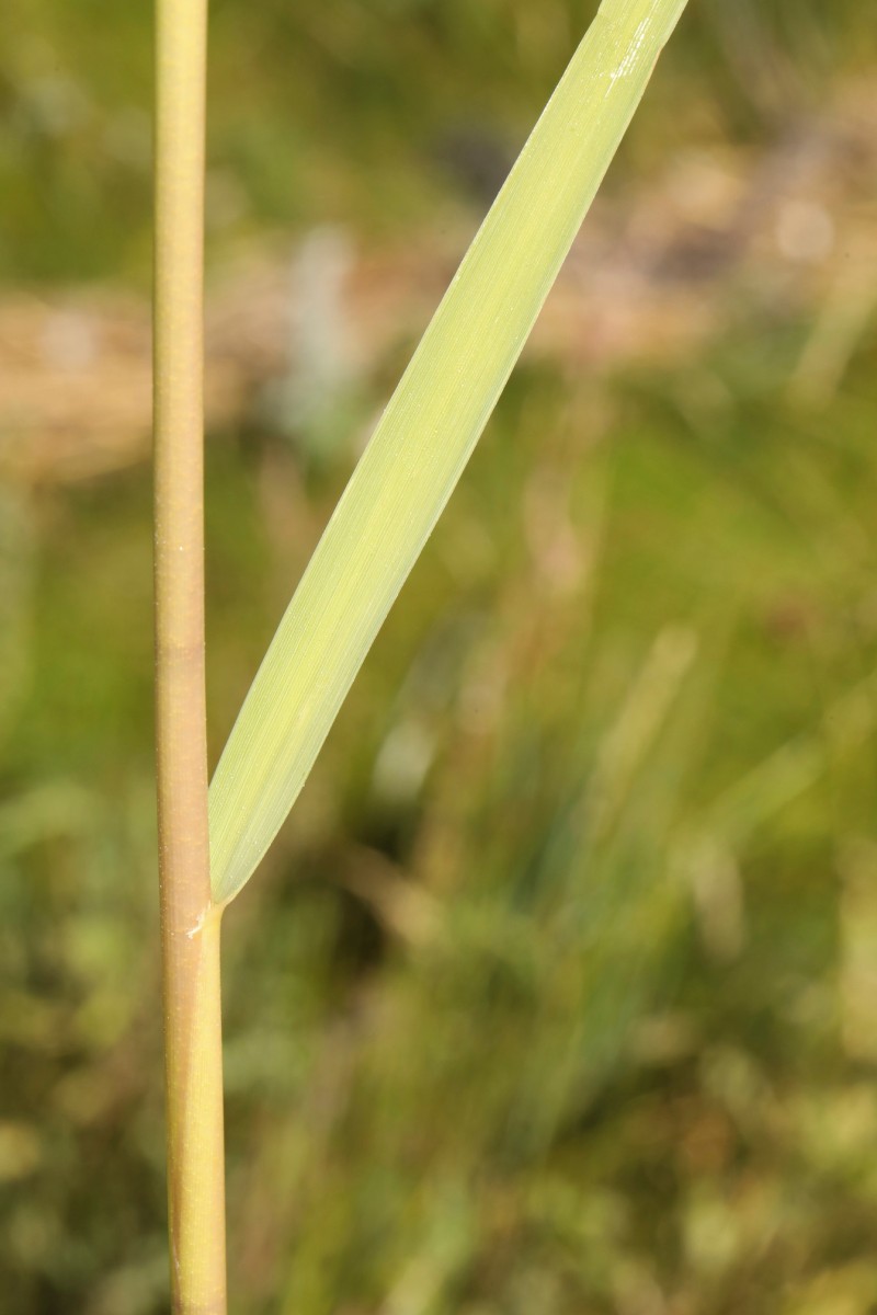 k-3463_14_Englisches Schlickgras_Spartina anglica.jpg