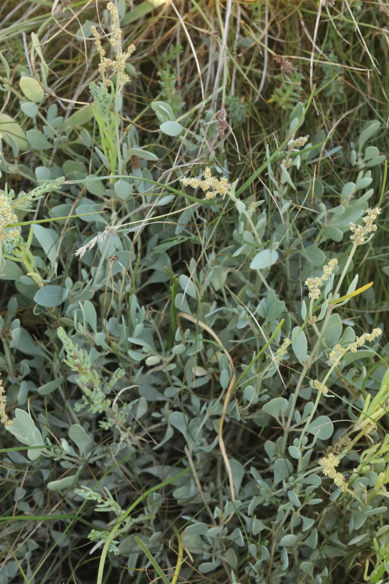 k-379_01_Strand-Salzmelde_Atriplex portulacoides.jpg