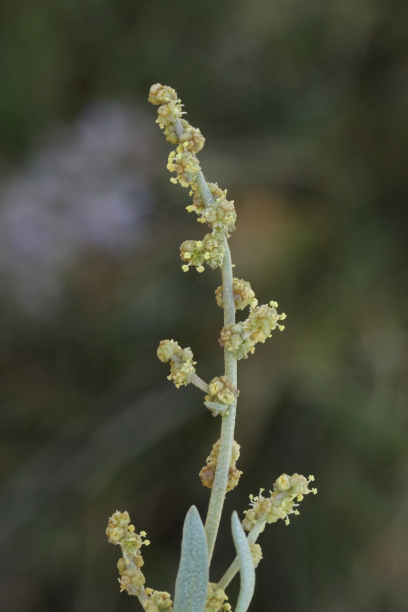 k-379_03_Strand-Salzmelde_Atriplex portulacoides.jpg