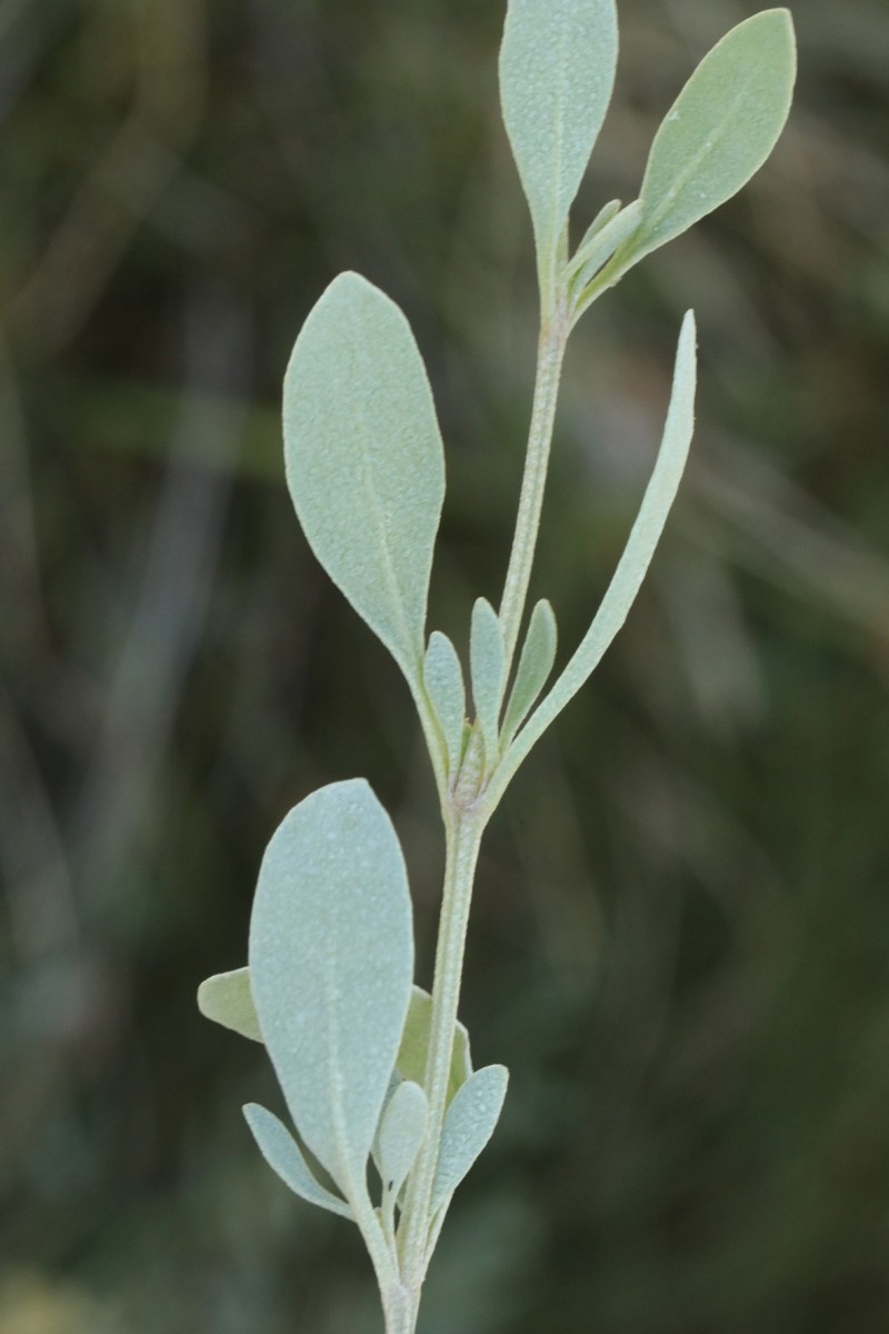 k-379_04_Strand-Salzmelde_Atriplex portulacoides.jpg