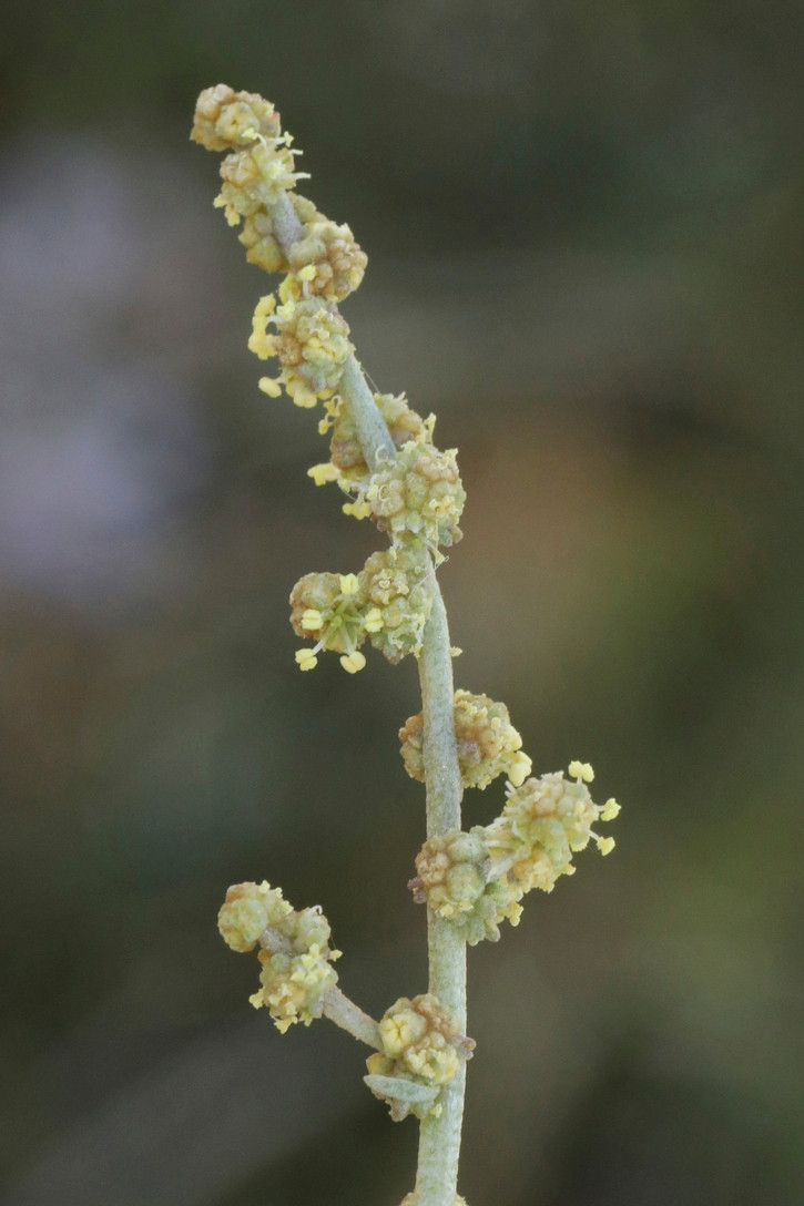 k-379_07_Strand-Salzmelde_Atriplex portulacoides.jpg