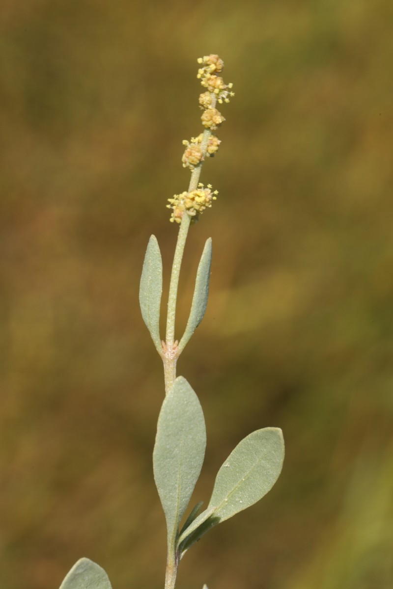 k-379_10_Strand-Salzmelde_Atriplex portulacoides.jpg