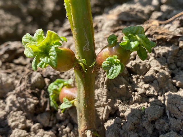 PI2024-14_Bild3_SBR-BefallKartoffelLuftknollen.jpg