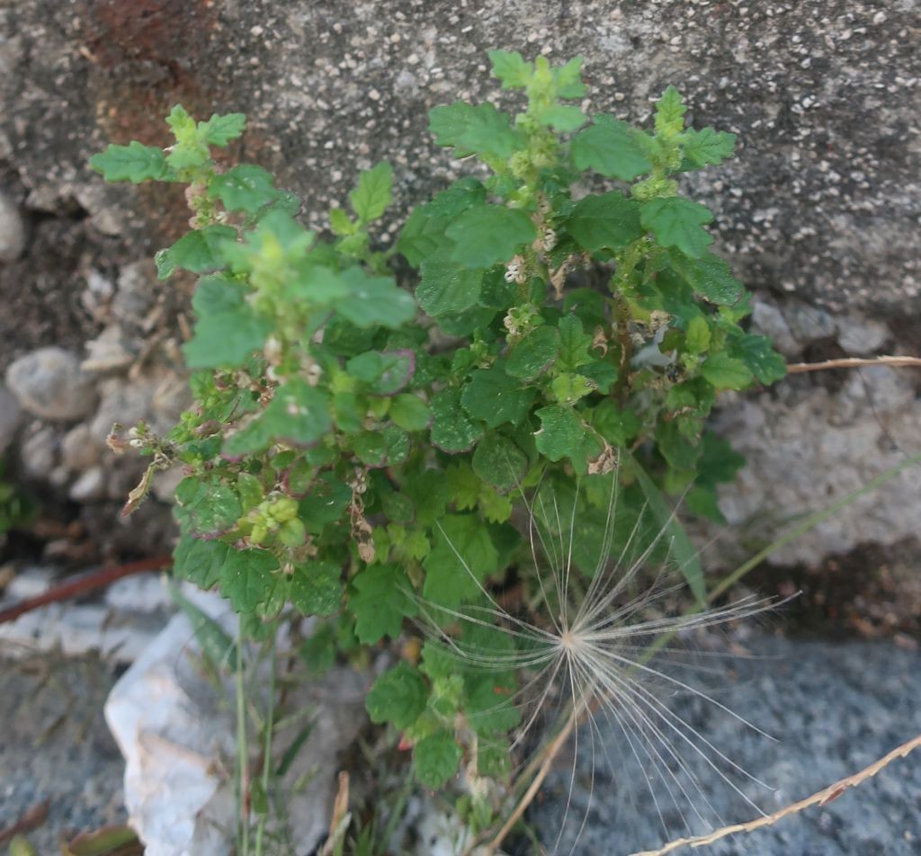 2026-09-16_Dysphania pumilio 9_Augsburg.jpg